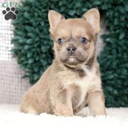 Kaitlyn/French Bulldog									Puppy/Female	/10 Weeks,“Summer is in the air and Frenchie snuggles are waiting — what more could you need?” 
