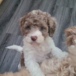 Adopt a dog:F2 cockerpoo  puppy /Cockapoo/Female/Sex: Female,We have 1 lovely little girl penny looking for her new home  she was born on the 5th April she has been brought up in the family home around children and grandchildren use to a busy household she is 11 weeks old ready to leave now