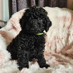 Adopt a dog:Beautiful red/black toy poodles /Toy Poodle/Female/Sex: Mixed Litter,I have 3 boys and 2 girls available for new homes  all ready to go now!! They will be microchipped, flea and wormed. Mum is a very affectionate and loving pet which she can be seen with puppies. All puppies have been raised around the usual household noises and we'll socialised. Pm for information. Video call is available