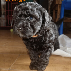 Miniature poodle X terrier miniature poodle x/Miniature Poodle/Female/Sex: Mixed Litter,We are delighted that our KC Registered miniature poodle and scoodle (Scottish terrier x poodle) have had a healthy litter of 3 girls and 1 boy puppies, they were born 24/4 and and ready to leave 19/06, they will all be micro chipped, heath tested by vet, flead and wormed before leaving. Both mum and dad can be seen, mum has a five generation family tree with highlighted champions and dad has had full DNA test with no health concerns. Both parents have great temperament towards our children. we are a house hold with 3 under tens and a cat so the puppies will be use to noise and lots of cuddles. This ****************** hybrid breed combines the playful, loyal nature of a Scottie with the high intelligence and low-shedding coat of a Poodle. Viewing available now