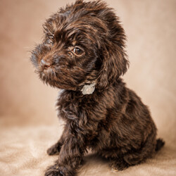 Beautiful mixed litter of F1 cocker poo puppies/Cockapoo/Female/Sex: Mixed Litter,I am so happy to announce that our beautiful girl Femme has given birth to 4 boys and 3 gorgeous girls ready to leave on the 16th of may. 