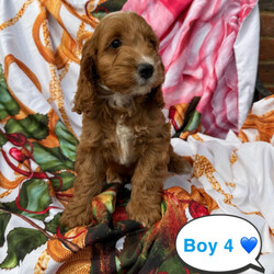 Adopt a dog:Cockerpoo puppies for sale /Cockapoo/Female/Sex: Mixed Litter,I have 6 beautiful F1 cockerpoo pups. 5 boys and 1 girl. Mum is family pet and dad is a miniature poodle stud dog we use. Pups have been reared up around children and other animals. First vaccination,microchipped and vet checked. Second vaccination already paid for.