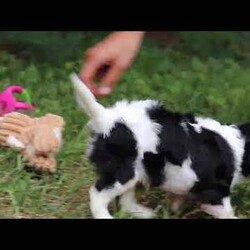 Ember/Cavalier King Charles Spaniel									Puppy/Female	/8 Weeks,Hi, my name is Ember! I’m an adorable AKC Registered Cavalier King Charles Spaniel with a sweet, loving personality and a heart full of affection. I love spending my days playing with toys, exploring new things, and soaking up all the attention I can get. Whether I’m romping around during playtime or snuggled up beside my favorite people, I’m happiest when I’m sharing love and making memories.