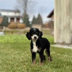 April/Mini Bernedoodle									Puppy/Female	/6 Weeks,our pups are F1-Mini-bernedoodle they will be more Wavy haired then curly, 40-60 lbs full grown. they are  well lovedand socialized  get playtime with kids and adults daily.  they are upto date on vaccines -dewormer , we have a vet appointment scheduled. 