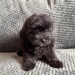Stunning Pomapoos 2 MALES left/Pomapoo/Female/Sex: Mixed Litter,I am very pleased to announce our gorgeous red toy-poodle Lily has given birth to six healthy pomapoo baby’s.