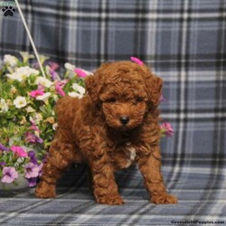 Zoomer/Toy Poodle									Puppy/Male	/8 Weeks,Here comes a gorgeous red AKC Toy Poodle puppy who is already started on potty training and crate training! Both parents are both health tested by diseases advised by our genetics company so you know your puppy will mature to the best of health, while other puppies may suffer from health issues known to the breed.