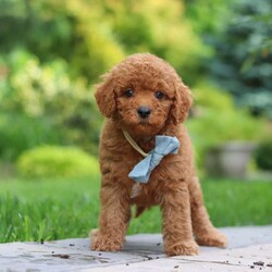 Tucker/Cavapoo									Puppy/Male	/11 Weeks,Meet Tucker, a F1B cavapoo! He’s full of energy, curiosity, and unconditional love, always ready to explore, chase toys, and discover something new. When the day winds down, he’s happiest curled up close, soaking in every cuddle with his sweet, gentle nature. His petite size makes him even more special, offering the perfect blend of affection, fun, and charm. He’ll make a wonderful companion for families, singles, or anyone looking for a loyal little friend.