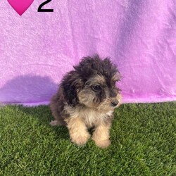 Adopt a dog:Minature cockerpoo 6 left/Cockapoo/Female/Sex: Mixed Litter,Our beautiful Lola has had 8 stunning puppies. Dad is a Minature poodle. They are used to house noise and children and would create the perfect pet. Each puppy comes with a starter pack. They have been wormed deflead microchipped and also have had a vet check and there first ja