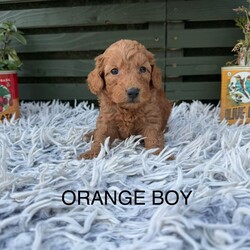 Adopt a dog:F1b cockapoo puppies/Cockapoo/Female/Sex: Mixed Litter,We have 7 beautiful bundles of joy ready to find their new homes . They will be ready to leave W/C 15/06/26