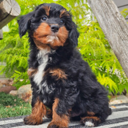 Pax/Aussiedoodle/Female/April 3, 2026