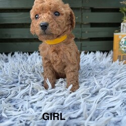 Adopt a dog:F1b cockapoo puppies/Cockapoo/Female/Sex: Mixed Litter,We have 7 beautiful bundles of joy ready to find their new homes . They will be ready to leave W/C 15/06/26