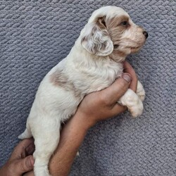Cockapoo puppies/Cockapoo/Female/Sex: Mixed Litter,Here we have 6 adorable cockapoo puppies looking for there forever home