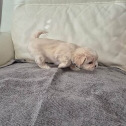 Lhatese (Maltese/ Lhasa Apso Mix/Mixed Breed/Female/Sex: Female,**All puppies are now reserved - thank you for your interest**