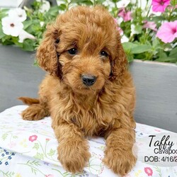 Taffy/Cavapoo									Puppy/Female	/9 Weeks,Taffy is a red Cavapoo puppy born on April 16, 2026. She is a sweet girl who likes to cuddle and enjoys playing with her littermates. She is looking for her forever family … could that be you?