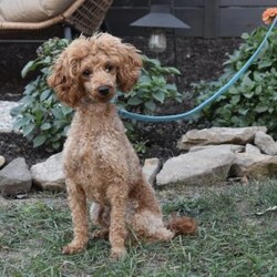 Maggie/Cavapoo									Puppy/Female	/11 Weeks,I offer a one year health guarantee. Up to date on shots and dewormings. I’m looking for a loving indoor home. Maggie is well socialized and loves attention. She is excellent with kids and other pets. Her expected adult weight is 12 to 15 pounds. Maggie loves to cuddle. She has a beautiful wavy hair coat. Shipping options are available anywhere in the US. All Sunday calls are returned on Mondays. Thanks Jon