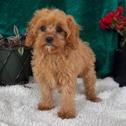 Adopt a dog:Bessie/Cavapoo/Female/February 27, 2026,Hi, I'm Bessie! I'm a 16-week-old female Cavapoo. My dad is a Poodle and my mom is a Cavalier King Charles Spaniel. I have a beautiful apricot coat, and I was born on February 27. I am ready now to plan my trip to my forever family. Once I reach my adult size, I'm expected to weigh between 10–18 lbs. I'm ready to turn your ordinary days into extraordinary ones.