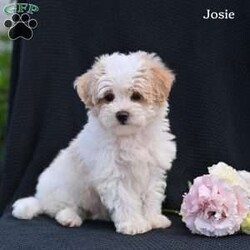 Josie/Maltipoo									Puppy/Female	/8 Weeks,These adorable puppies are looking for loving forever homes where they will be cherished as part of the family. They are super friendly, well socialized, and have been raised with lots of love and attention, making them wonderful companions . They are used to being around children and enjoy playing and cuddling, giving them happy and affectionate personalities.