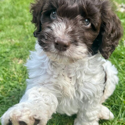 Adopt a dog:Gorgeous f1 cockapoo puppy /Cockapoo/Female/Sex: Male,Little boy cockapoo puppy he is parti white and chocolate been bought up in our family home with lots of children and other dog