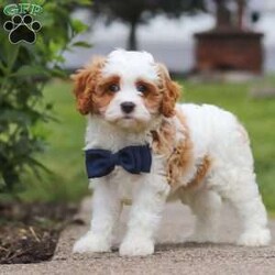 Asher/Cavapoo									Puppy/Male	/9 Weeks,Meet Asher, the epitome of charm and cuteness in the form of an Cavapoo puppy! He is a delightful blend of energy, intelligence, and affection, ready to prance into your heart and home. His expressive eyes and wagging tail convey the joy and warmth he brings to every interaction. Raised with love and care, he is the perfect fit for families and individuals alike, ready to join you with a lineage that exemplifies excellence. With a soft coat he transforms into a perfect little snuggle buddy. Thanks to his poodle heritage he is intelligent and quickly picks up on new thing this makes him easy to train and adaptable in various situations. 