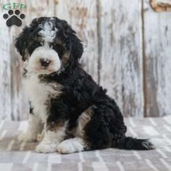India/Mini Bernedoodle									Puppy/Female	/7 Weeks,Meet India a Multigenerational Mini Bernedoodle puppy looking for a new home. This tri-colored, curly-haired little sweetheart will be sure to be your best friend! Looking for a companion to go on a walk, play with your children in the grass, or cuddle on the couch then look no further than India! Family raised, up to date on shots and dewormer, and comes with a 1 year genetic health guarantee. She’s socialized with our children, who help care for the puppies!! She comes with a small bag of food, blanket, toy and a collar. Give us a call today! We’re open Monday-Saturday 8-8 and closed on Sundays. Sunday messages will be returned on Monday. Country Echo Pets,  Raymond Lapp Sunbury Pa 17801 Pa License #17927