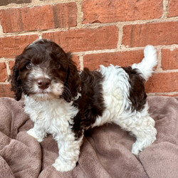 Adopt a dog:Gorgeous f1 cockapoo puppy /Cockapoo/Female/Sex: Male,Little boy cockapoo puppy he is parti white and chocolate been bought up in our family home with lots of children and other dog