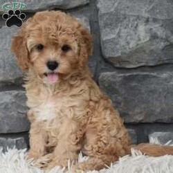 Maggie/Cavapoo									Puppy/Female	/11 Weeks,I offer a one year health guarantee. Up to date on shots and dewormings. I’m looking for a loving indoor home. Maggie is well socialized and loves attention. She is excellent with kids and other pets. Her expected adult weight is 12 to 15 pounds. Maggie loves to cuddle. She has a beautiful wavy hair coat. Shipping options are available anywhere in the US. All Sunday calls are returned on Mondays. Thanks Jon