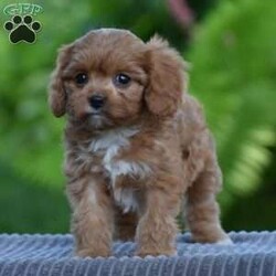 Tabitha/Cavapoo									Puppy/Female	/8 Weeks,To contact the breeder about this puppy, click on the “View Breeder Info” tab above.