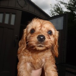 7 Cavapoo puppy’s for sale /Cavapoo/Female/Sex: Mixed Litter,My beautiful pet lady has had 7 Cavapoo puppy’s, 5 girls and 2 boys!! We’re so happy but unfortunately can’t afford to keep them all, looking for loving homes. Ready to go in 2 weeks. 