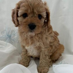 Adopt a dog:Cavapoo F1/Cavapoo/Female/Sex: Mixed Litter,Proud to present these four bundles of joy F1 cavapoos. The mam is a cavalier king charles and the dad is a toy poodle. They are ready for their forever homes on the 5th of July. The pups will come microchiped, health tested and would of had their first vaccinations. They will come with a bag of food they have been weened on and a comfort blanket for their new journeys. These have been raised around my 5 daughters so are outstanding with children and are used to everyday noises in a household. Viewings are more than welcome. A £200 non refundable deposit will reserve your pup . Thanks for taking the time to look.