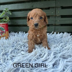 Adopt a dog:F1b cockapoo puppies/Cockapoo/Female/Sex: Mixed Litter,We have 7 beautiful bundles of joy ready to find their new homes . They will be ready to leave W/C 15/06/26
