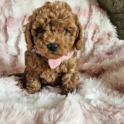 Adopt a dog:Beautiful red/black toy poodles /Toy Poodle/Female/Sex: Mixed Litter,I have 3 boys and 2 girls available for new homes  all ready to go now!! They will be microchipped, flea and wormed. Mum is a very affectionate and loving pet which she can be seen with puppies. All puppies have been raised around the usual household noises and we'll socialised. Pm for information. Video call is available
