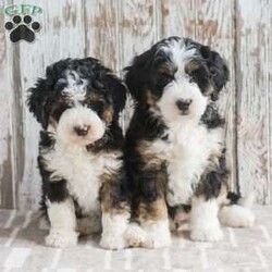 India/Mini Bernedoodle									Puppy/Female	/7 Weeks,Meet India a Multigenerational Mini Bernedoodle puppy looking for a new home. This tri-colored, curly-haired little sweetheart will be sure to be your best friend! Looking for a companion to go on a walk, play with your children in the grass, or cuddle on the couch then look no further than India! Family raised, up to date on shots and dewormer, and comes with a 1 year genetic health guarantee. She’s socialized with our children, who help care for the puppies!! She comes with a small bag of food, blanket, toy and a collar. Give us a call today! We’re open Monday-Saturday 8-8 and closed on Sundays. Sunday messages will be returned on Monday. Country Echo Pets,  Raymond Lapp Sunbury Pa 17801 Pa License #17927