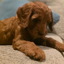 Adopt a dog:F1 COCKERPOO RED FEMALE PUPPIES/Cockapoo/Female/Sex: Female,I have two gorgeous red female Cockapoo puppies looking for their forever homes.