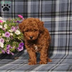 Zoomer/Toy Poodle									Puppy/Male	/8 Weeks,Here comes a gorgeous red AKC Toy Poodle puppy who is already started on potty training and crate training! Both parents are both health tested by diseases advised by our genetics company so you know your puppy will mature to the best of health, while other puppies may suffer from health issues known to the breed.