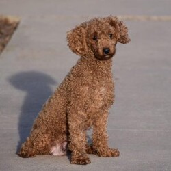 Tabitha/Cavapoo									Puppy/Female	/8 Weeks,To contact the breeder about this puppy, click on the “View Breeder Info” tab above.