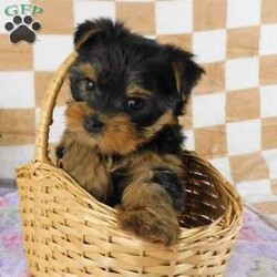 Marigold/Yorkie									Puppy/Female	/7 Weeks,Meet your new BFF, Marigold! This adorable Yorkie puppy is vet checked & up to date on shots & wormer. She can be registered with the ACA, plus comes with a health guarantee provided by the breeder! Marigold is well socialized & currently being family raised with children!