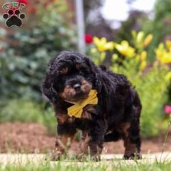 Alex/Cavapoo									Puppy/Male	/7 Weeks,Hi, my name is Alex, and I’m an absolutely adorable Cavapoo puppy with a sweet personality and a heart full of love! I’m a playful and affectionate little pup who loves being around people, exploring my surroundings, and enjoying all the exciting little adventures life has to offer. I have a gentle nature, a happy spirit, and a lovable personality that makes me the perfect companion. With my soft, fluffy coat, precious puppy eyes, and charming Cavapoo qualities, I’m sure to melt the hearts of everyone I meet. I’m excited to find my forever family where I can share endless cuddles, love, and so many wonderful memories!