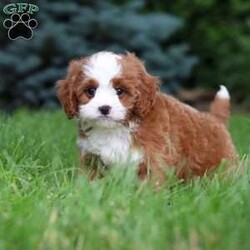 Maverick/Cavapoo									Puppy/Male	/8 Weeks,Meet Maverick! He’s full of energy, curiosity, and unconditional love, always ready to explore, chase toys, and discover something new. When the day winds down, he’s happiest curled up close, soaking in every cuddle with his sweet, gentle nature. His petite size makes him even more special, offering the perfect blend of affection, fun, and charm. He’ll make a wonderful companion for families, singles, or anyone looking for a loyal little friend.