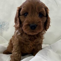 Adopt a dog:Cavapoo F1/Cavapoo/Female/Sex: Mixed Litter,Proud to present these four bundles of joy F1 cavapoos. The mam is a cavalier king charles and the dad is a toy poodle. They are ready for their forever homes on the 5th of July. The pups will come microchiped, health tested and would of had their first vaccinations. They will come with a bag of food they have been weened on and a comfort blanket for their new journeys. These have been raised around my 5 daughters so are outstanding with children and are used to everyday noises in a household. Viewings are more than welcome. A £200 non refundable deposit will reserve your pup . Thanks for taking the time to look.