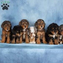 Charlie/Miniature Poodle									Puppy/Male	/April 29th, 2026,These adorable Mini Poodle puppies are ready to find their furever homes! With their beautiful coats, playful personalities, and confident spirits, they are excited to meet the world at your side. Family raised with lots of love and attention, these little ones are very well socialized and have been exposed to everyday household sights and sounds, making them well prepared to become a happy part of your family.