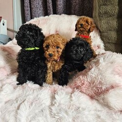 Adopt a dog:Beautiful red/black toy poodles /Toy Poodle/Female/Sex: Mixed Litter,I have 3 boys and 2 girls available for new homes  all ready to go now!! They will be microchipped, flea and wormed. Mum is a very affectionate and loving pet which she can be seen with puppies. All puppies have been raised around the usual household noises and we'll socialised. Pm for information. Video call is available
