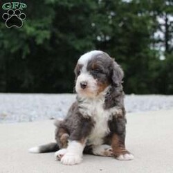 Sophia/Mini Bernedoodle									Puppy/Female	/6 Weeks,our pups are F1b Mini-bernedoodle they will be more curly haired , and stay 20-35 lbs full grown. they are  well lovedand socialized  get playtime with kids and adults daily.  they are upto date on vaccines -dewormer , we have a vet appointment scheduled. 