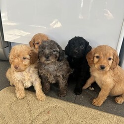 Stunning F1B cockapoo pups/Cockapoo/Female/Sex: Mixed Litter,A stunning litter of 5 cockapoo pups now searching for their new home . There is 3 boys and 2 girls . Mum is our family pet cockapoo and she has done brilliantly raising them . Dad was a poodle stud we chose to use and pictured can be seen of him at viewings along with his health check paperwork . Pups will be microchipped before leaving for their new homes with card provided. They have been wormed to date and checked for fleas on a regular basis . They are eating and drinking well also . They are coming from a family home so very familiar with kids and household noises . I have started to introduce the use of puppy pads but still hit and miss at this age . Amy more questions or to arrange a viewing please message .