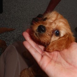 7 Cavapoo puppy’s for sale /Cavapoo/Female/Sex: Mixed Litter,My beautiful pet lady has had 7 Cavapoo puppy’s, 5 girls and 2 boys!! We’re so happy but unfortunately can’t afford to keep them all, looking for loving homes. Ready to go in 2 weeks. 