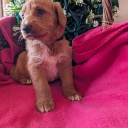 Stunning Red Australian labradoodle puppies/Australian Labradoodle/Female/Sex: Mixed Litter,We are thrilled to announce a gorgeous litter of 6 puppies from our lovely Annie and the well known bandit, Raised right in the heart of our busy home, these pups are being brought up with endless love, socialization, and the best possible start in life.