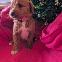 Stunning Red Australian labradoodle puppies/Australian Labradoodle/Female/Sex: Mixed Litter,We are thrilled to announce a gorgeous litter of 6 puppies from our lovely Annie and the well known bandit, Raised right in the heart of our busy home, these pups are being brought up with endless love, socialization, and the best possible start in life.