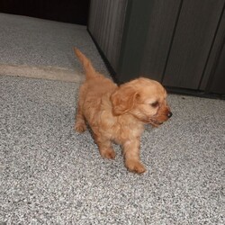 7 Cavapoo puppy’s for sale /Cavapoo/Female/Sex: Mixed Litter,My beautiful pet lady has had 7 Cavapoo puppy’s, 5 girls and 2 boys!! We’re so happy but unfortunately can’t afford to keep them all, looking for loving homes. Ready to go in 2 weeks. 