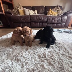 Adopt a dog:Stunning cockapoo puppie a/Cockapoo/Female/Sex: Mixed Litter,Our precious girl lLyra a cockopoo with a deep red curly coated cockapoo. The first and only litter of six stunning cockapoo puppies..