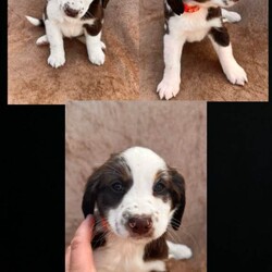 Kobiten terriers/Cocker Spaniel/Female/Sex: Mixed Litter,Lovely kobiten terriers puppies for sale 4 boys 4 girls lovey temperament mum can be seen on day of viewing all been recent wormed up to date and microchipped to a loving and caring home only.