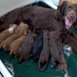 Two stunning KC reg Cocker Spaniel bitch puppies for sale (WCS)/Cocker Spaniel/Female/Sex: Female,Our home bred girl has had a stunning, healthy litter of puppies.